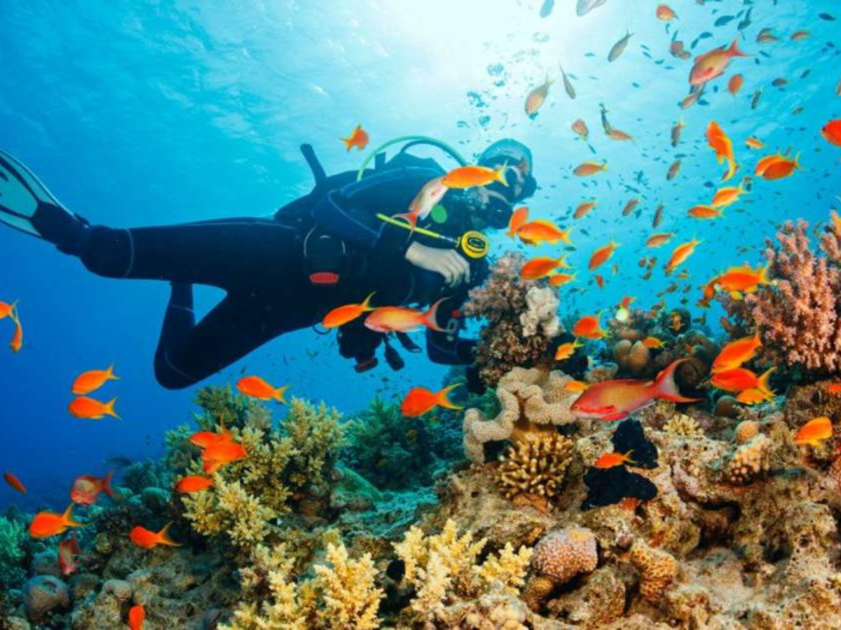 THE ISLAND STORY:ANDAMAN